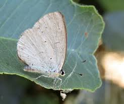 Image result for Celastrina argiolus