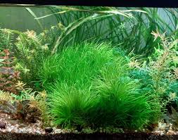 Image result for Blyxa