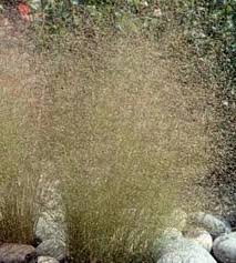 Image result for Agrostis products