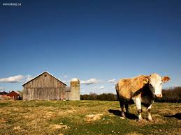 Model kandang sapi terbaik • dalam memelihara sapi di kandang ada beberapa tipe antara lain diikat atau dilepas dalam. Desain Tata Letak Kandang Berdasarkan Feng Shui Agar Cepat Kaya Dari Usaha Sapi Dunia Sapi