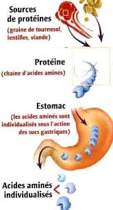 Transformation Des Proteines En Acides Amines Acide Amine Suc Gastrique Acide Amine Essentiel