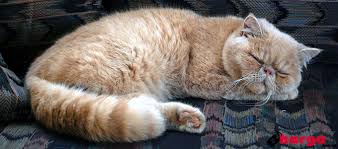 Kucing persia flatnose adalah salah satu ras kucing persia yang paling terkenal. Tips Memelihara Dan Update Harga Jual Kucing Persia Daftar Harga Tarif