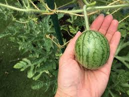 小玉スイカ（コダマスイカ）とは？育て方・栽培方法 | LOVEGREEN(ラブグリーン)