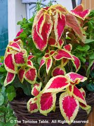 Image result for Coleus tetragonus