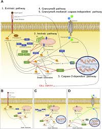 Maybe you would like to learn more about one of these? Apoptosis A Mammalian Cell Bioprocessing Perspective Sciencedirect