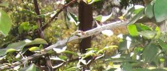 Image result for Hyperacanthus amoenus