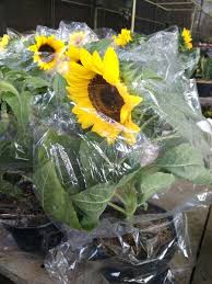 Benih bunga matahari kuning lokal isi 250gr menghasilkan tanaman bunga matahari jenis lokal yang berkualitas. Jual Bunga Matahari Dalam Pot Di Lapak Ratna Kartika Bukalapak