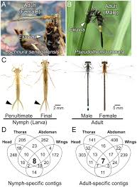 Image result for Heteromorpha involucrata