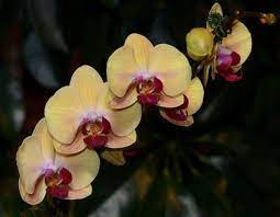 20 Types Of Orchids To Use As Houseplants Types Of Orchids Phalaenopsis Orchid Growing Orchids