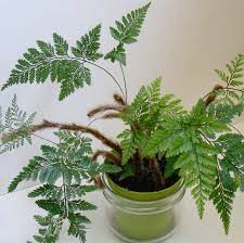 Partial or full shade is required for the growth of it. Buy Davallia Trichomanoides Small Rabbit Foot Fern Plant Plantslive