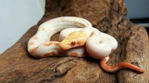 Baby Boa Constrictor Looking Very Cute Herps And Reptiles Amino