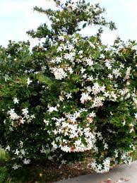 Image result for Tridentea marientalensis