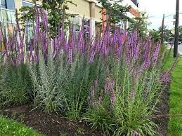 Love This Mass Planting Of Gayfeather Liatris Spicata Alecrim Lavanda
