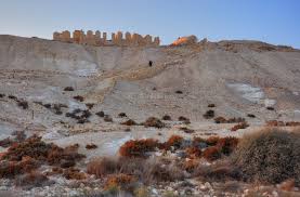 Image result for Nesaea dinteri