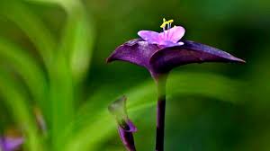 About press copyright contact us creators advertise developers terms privacy policy & safety how youtube works test new features press copyright contact us creators. Purple Bamboo Plum Hd1080p Youtube