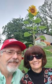 Growing a perfect sunflower