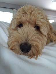 doodle face doodle puppy cute dogs and puppies fluffy animals