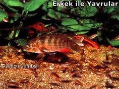 Parananochromis Caudifasciatus 2020 Yuzgec Ormanlar Yuzme