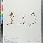 Image result for Hetaeria heterosepala