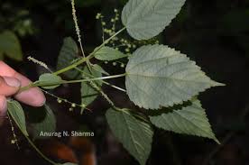 Image result for Acalypha racemosa