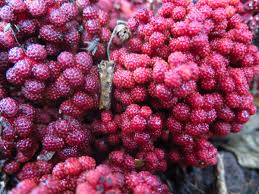 Image result for Sarcophyte