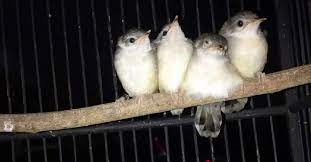 Survey harga ciblek semi pleci ori pacitan kenari cak ijo srdc dll kios bajang pb pramuka. Peng Hoby Burung Ciblek Kristal Home Facebook