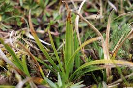 Image result for Eleocharis confervoides