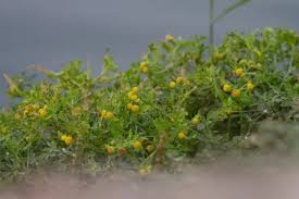 Image result for Grangea maderaspatana