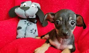 We offer an amazing collection of dachshund puppies for adoption. 4 Cuddly Canines To Adopt Now In Stockton