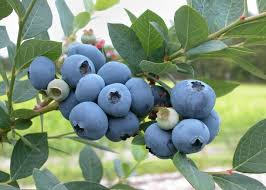 blueberries planting growing and harvesting blueberries