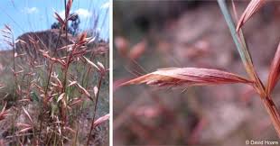 Image result for Syncolostemon canescens