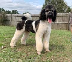 Maybe you would like to learn more about one of these? Upcoming Litters