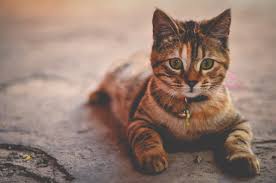 Gps katze tracker wir glauben, dass das wichtigste an einem gps katze tracker ist, dass er klein und leicht ist. Gps Tracker Anwendungsgebiet Katze Gps Tracker Blog