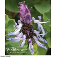 Image result for Coleus caninus