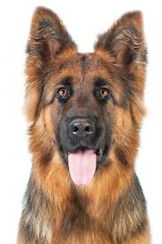 This german shepherd nicknamed hanna sold and went to a new family. Sit Means Sit Madison