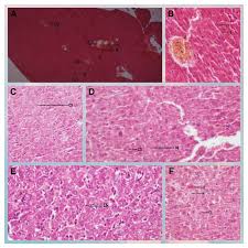 Image result for Fagaropsis