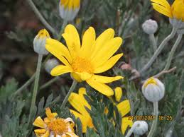 Fiori tipo margherita con quindici petali sottili e lunghi in quattro dimensioni diverse. Margherite Gialle Margherite Gialle Margherite Fiori