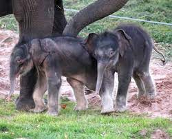 Syracuse zoo makes history with birth of Asian elephant twins | WRVO Public  Media