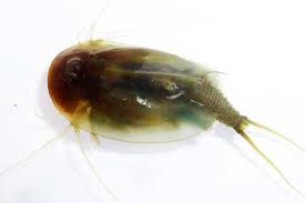 Mitte der 1990er jahre kam für die behandlung von chronischen. Glas Macht Urzeitkrebse Immun Gegen Trockenzeiten Biologen Decken Uberlebensmechanismen Der Triops Arten Auf Scinexx De