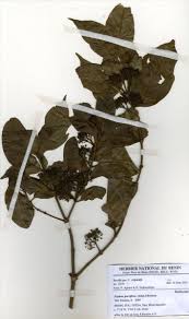 Image result for Psydrax parviflora