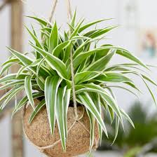 Image result for Chlorophytum macrophyllum