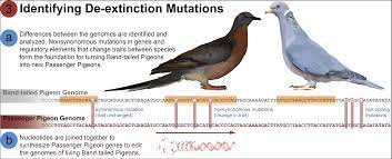 The Great Passenger Pigeon Comeback
