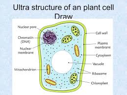 Maybe you would like to learn more about one of these? Cell Structure And Microscope Ppt Video Online Download