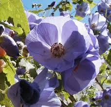 Image result for Abutilon angulatum