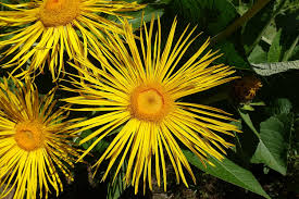 Image result for Inula glomerata
