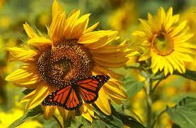 Maybe you would like to learn more about one of these? Maine Gardener An Argument For Annuals Portland Press Herald