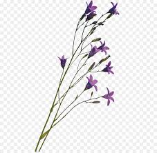 Twister trimmer t6 tamburo wet & dry 1/4 per fiori secchi e umidi ricambio. Campanula Famiglia Di Lavanda Campanule Staminali Vegetali Di Fiori Recisi Fiori Secchi Scaricare Png Disegno Png Trasparente Fiore Png Scaricare