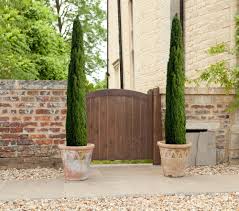 Pictures of italian cypress trees. Pair Of Italian Cypress Trees 1 2 1 4m Tall Ornamental Evergreen Shrubs 5060411770003 Ebay