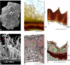 Image result for Lophiocarpus polystachyus