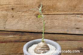 Image result for Trochomeria